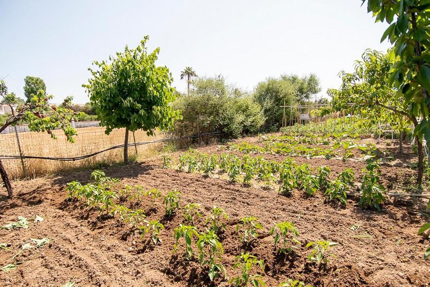Hotel Malemi Organic Skala Kallonis